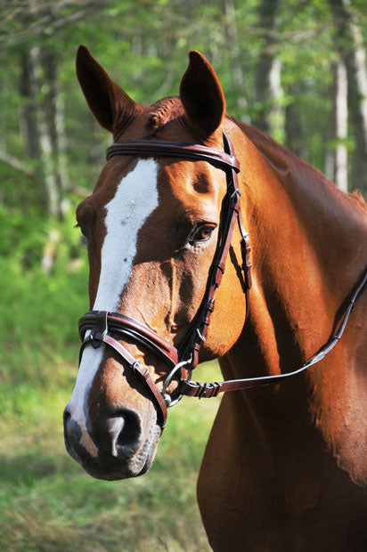 KL Select Burghley Bridle