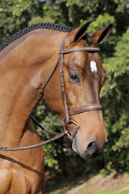 Arc de Triomphe Tribute Bridle with Raised Fancy Laced Reins