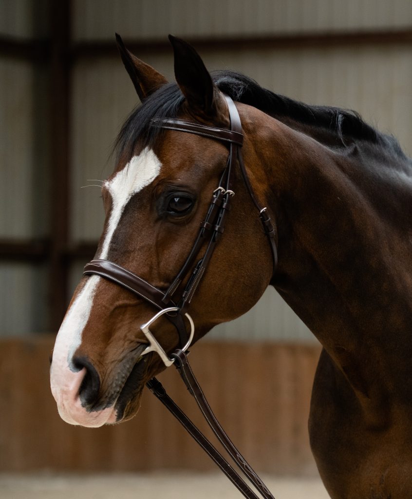 KL Select Black Oak Poppy Hunter Bridle