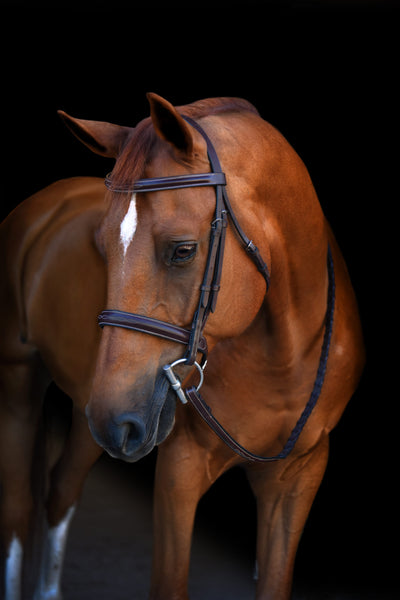 KL Select Black Oak Poppy Hunter Bridle
