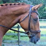 KL Select Red Barn Arena Ergonomic Bridle