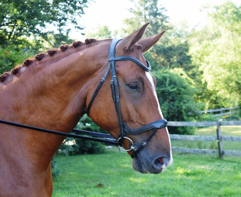 KL Select Red Barn Arena Ergonomic Bridle